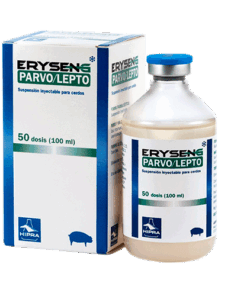 ERYSENG PARVO/LEPTO
